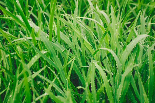 芯片股震荡拉升 先锋精科触及涨停